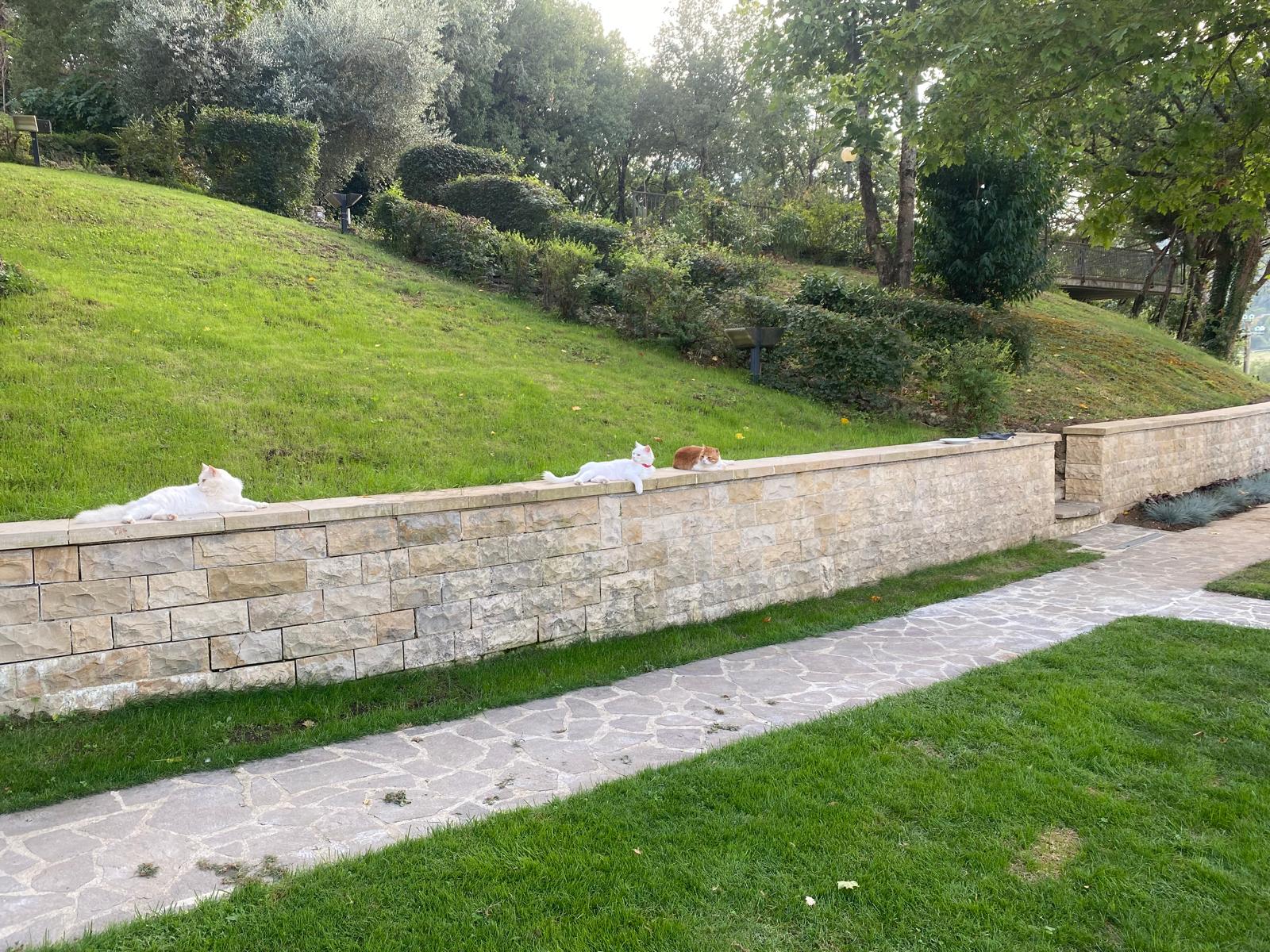 Cozy picnic area at Adagio Umbro with friendly cats relaxing in the serene outdoor setting of Umbria, Italy.
