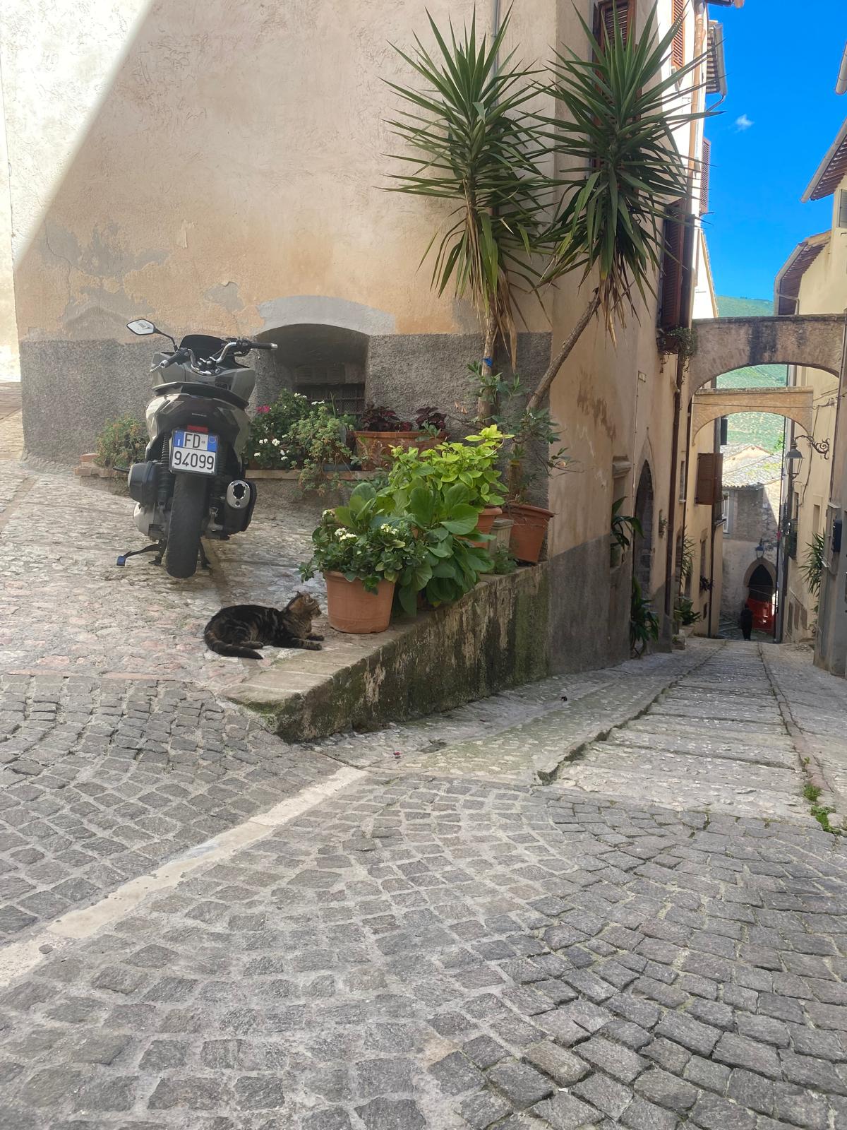 Quiet alley in Trevi with motorbike, potted plants, and a cat resting