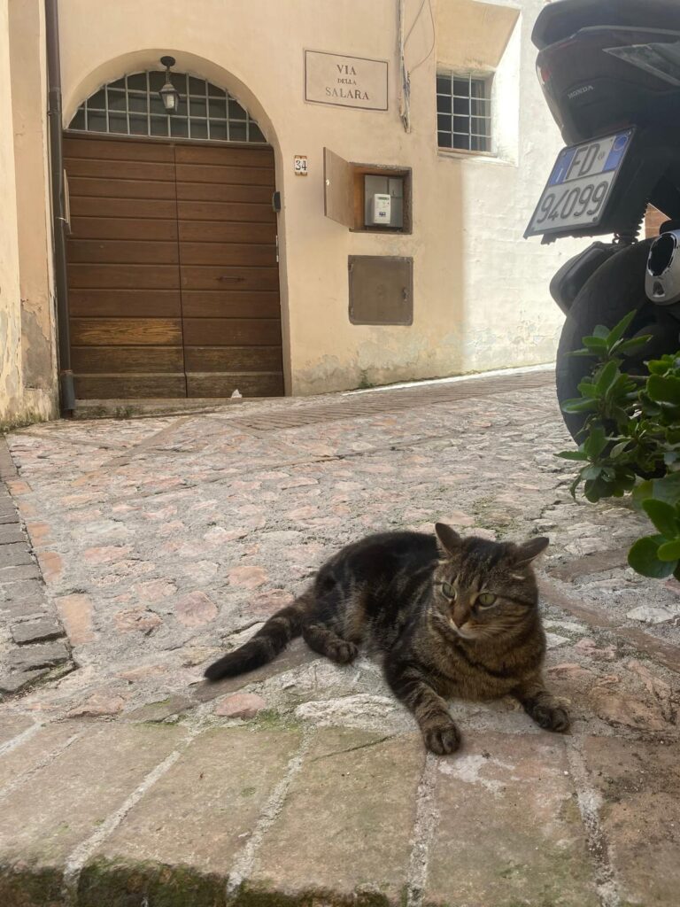 Cat resting on a quiet street in Trevi, Umbria