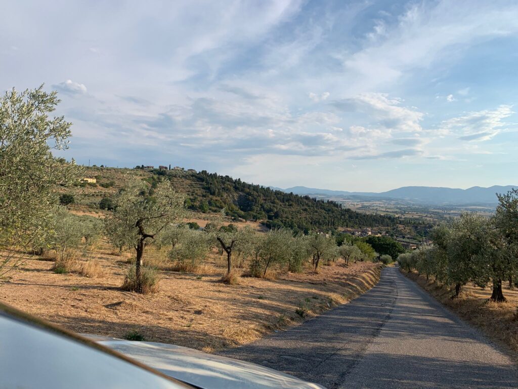 View of olive groves from the car along the scenic road between Trevi and Spoleto, Umbria, Italy