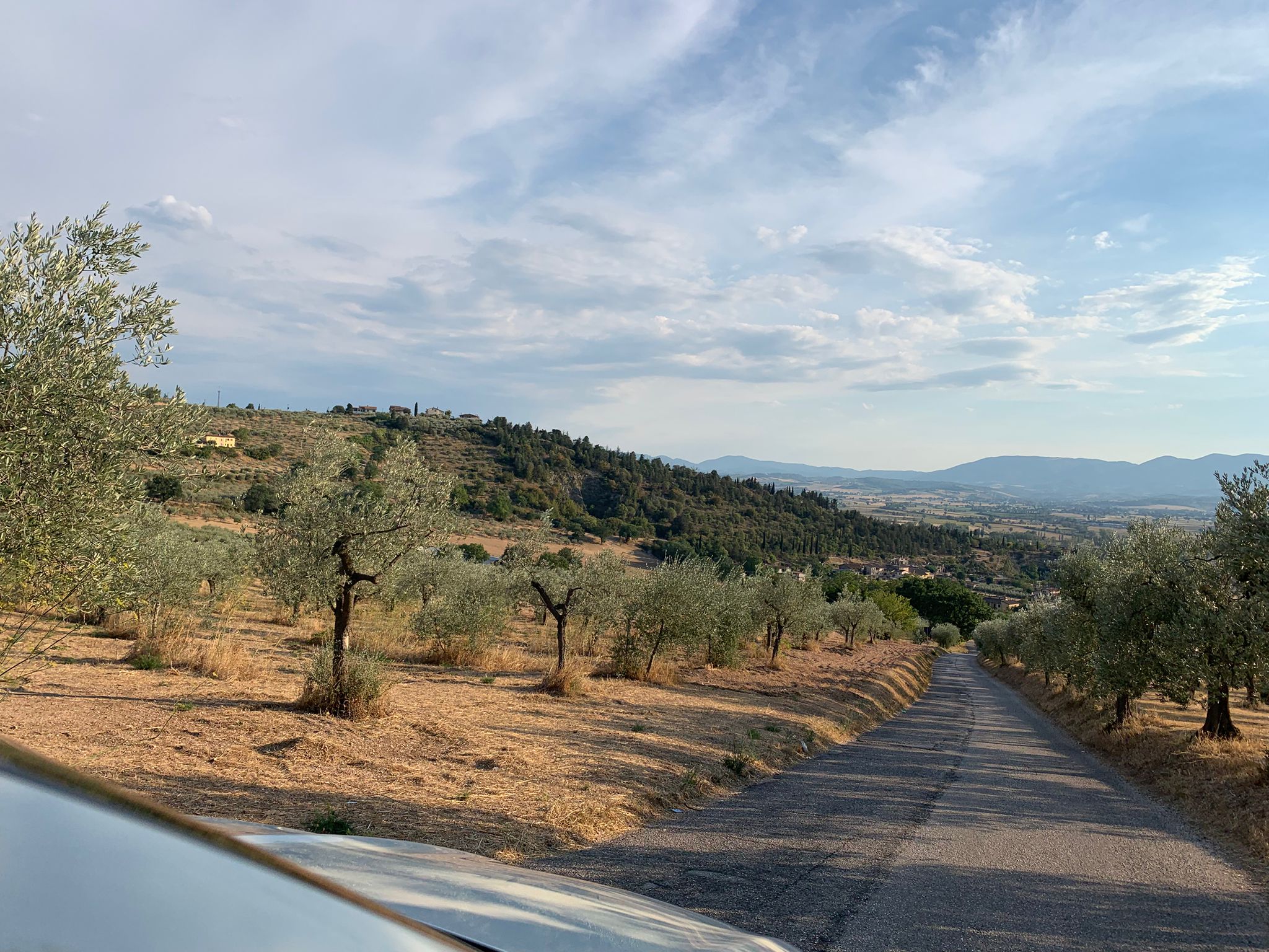 Winding road lined with olive trees leading down from Trevi, Umbria