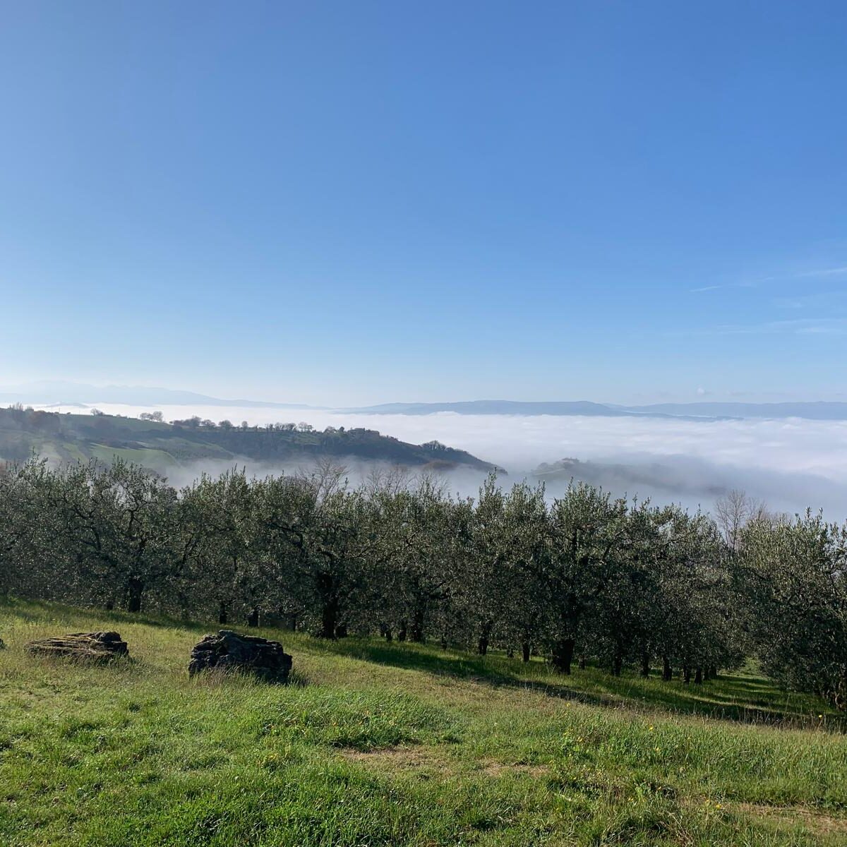 Peaceful winter view from the hill near Todi on January 1st, overlooking the Umbrian countryside under soft light