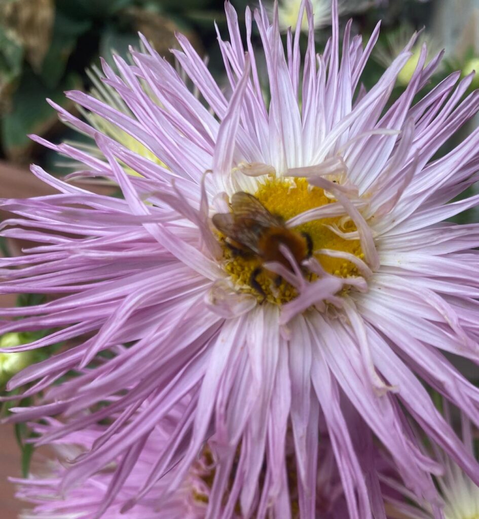 Bee on a flower in the garden of Adagio Umbro women-only B&B in Spoleto Umbria symbolizing transparency and balance in booking and payment policy