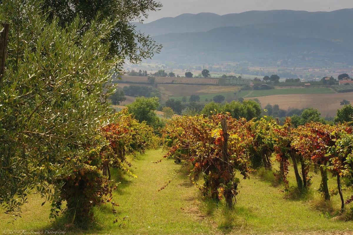 Sagrantino grapevines in the hills of the Montefalco wine region in Umbria